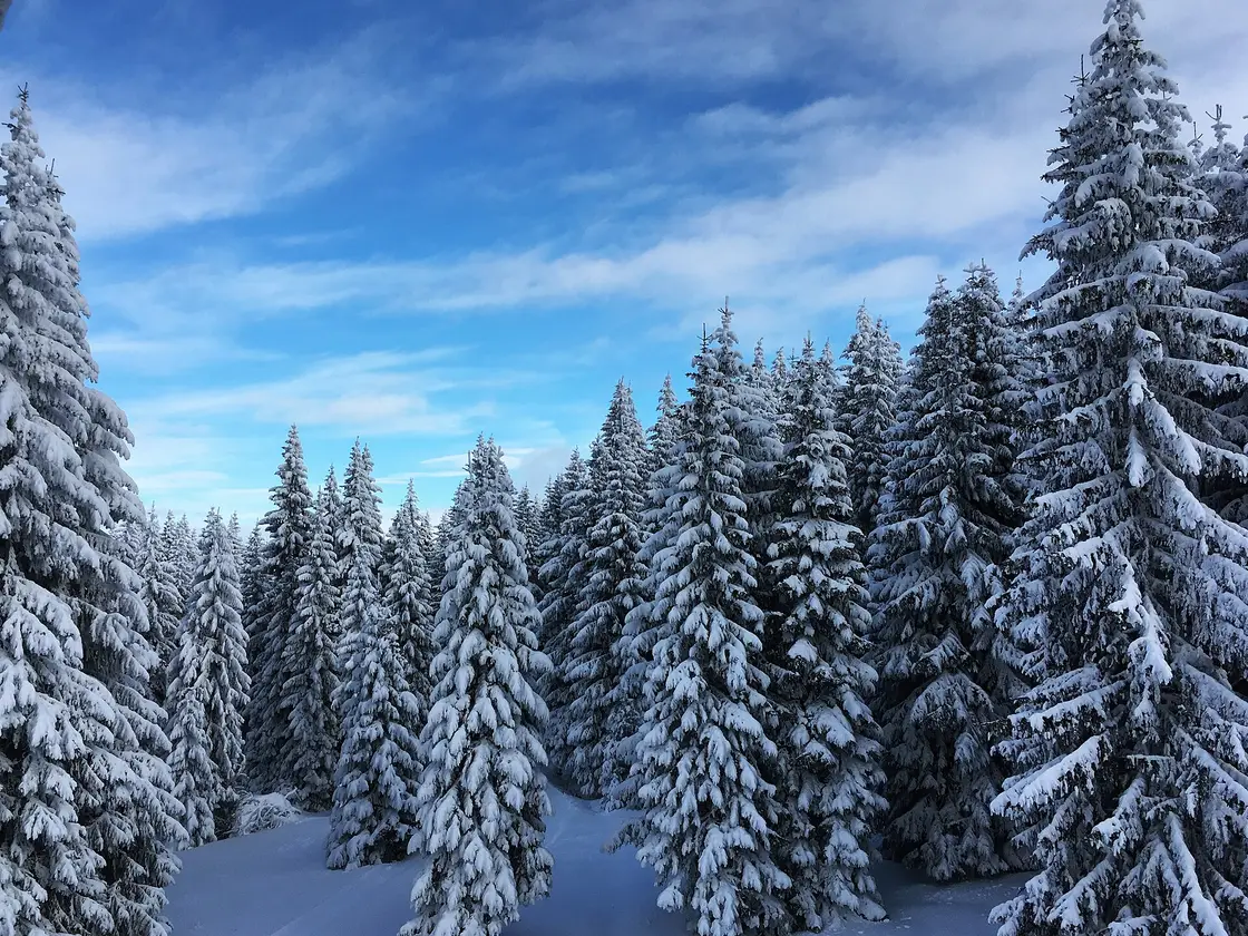 Spruce trees loaded with fresh snow under a blue sky on Kopaonik