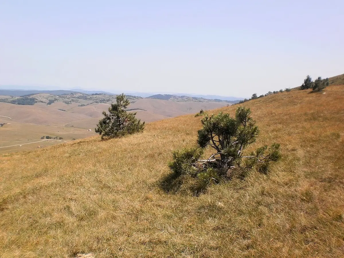 Pine trees on the open grassland of the Zlatibor plateau, with hills fading into the distance