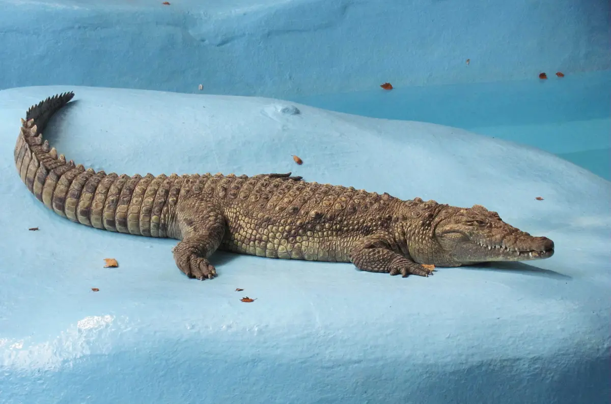 A large reptile resting on a rock behind glass at Belgrade Zoo inside Kalemegdan