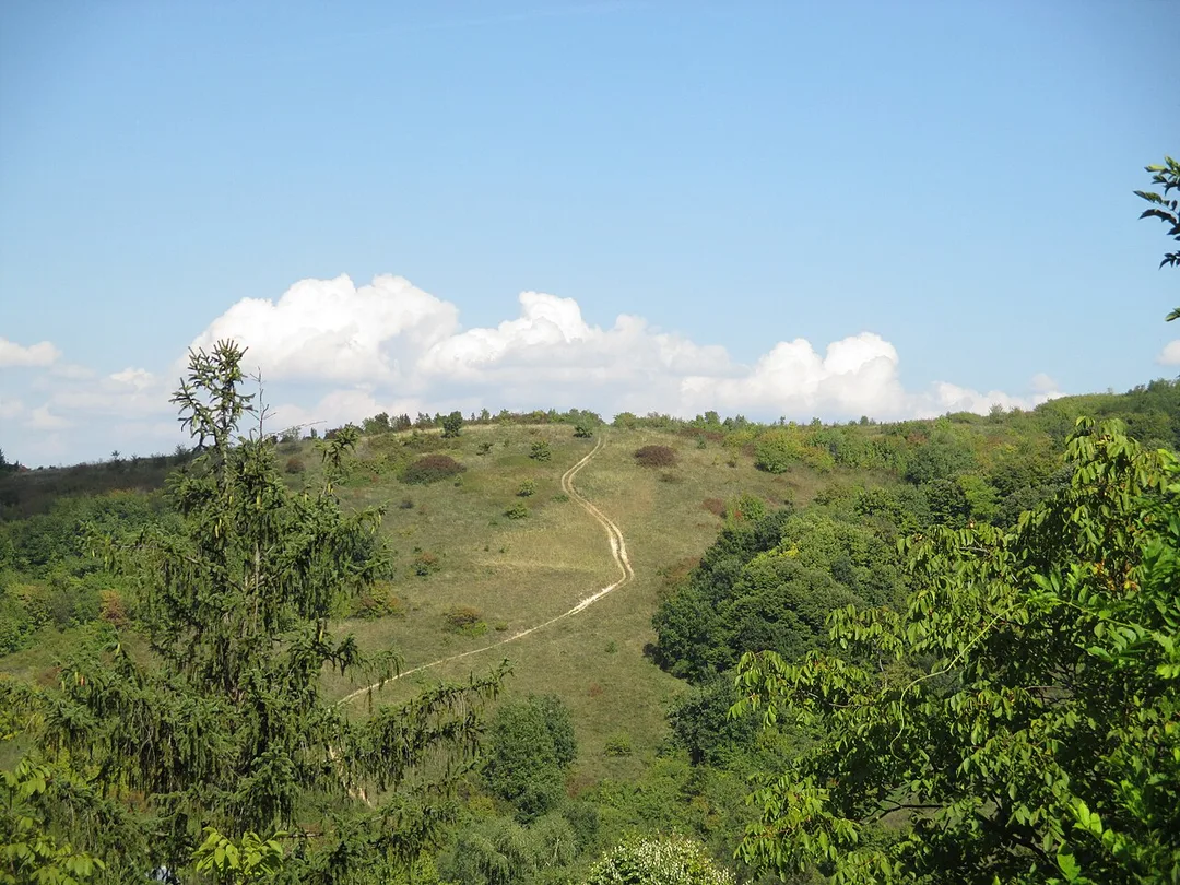 Gentle wooded hills of Fruška Gora rolling toward the horizon in soft light