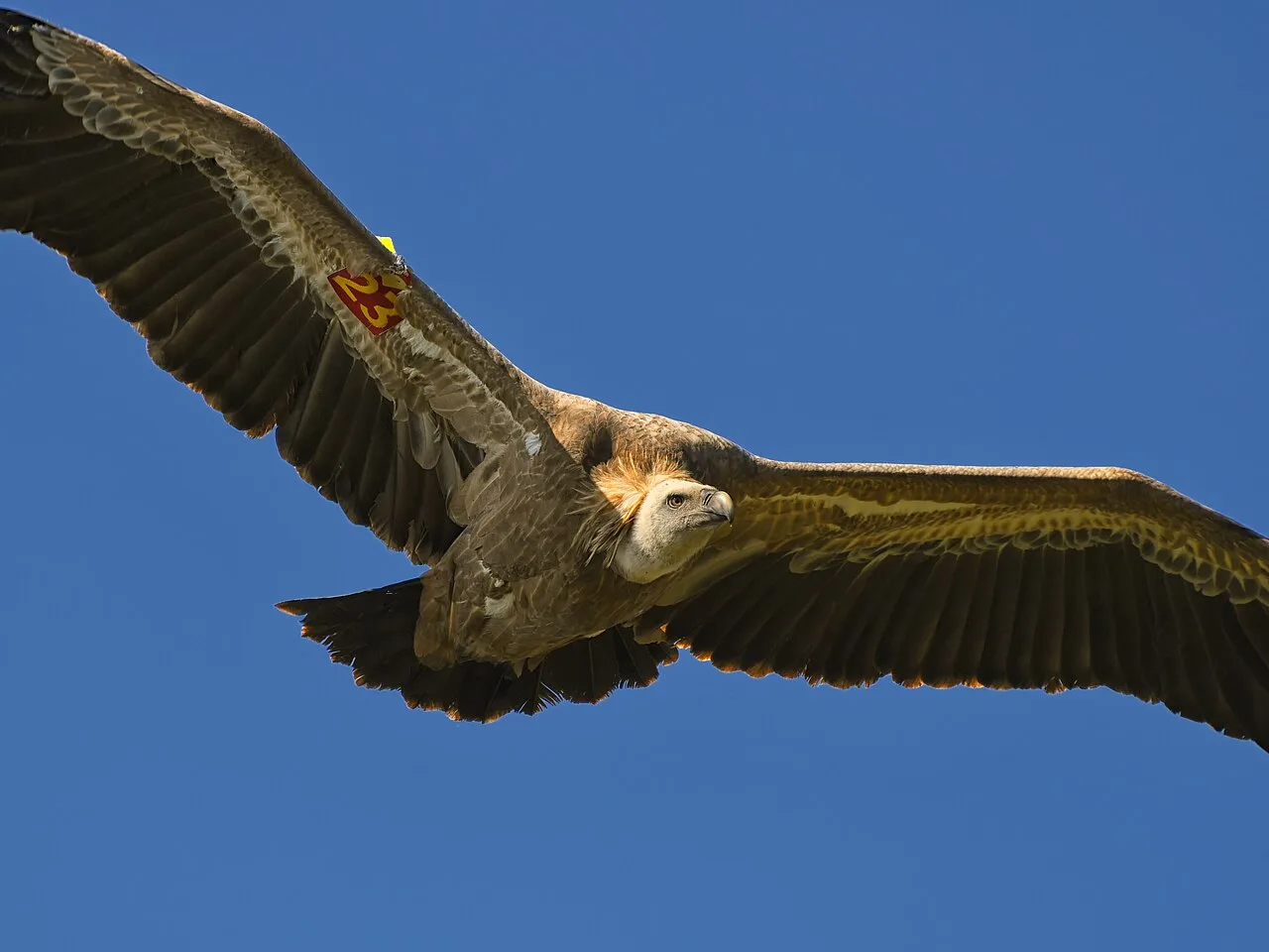 A griffon vulture with a wide wingspan gliding above the Uvac nature reserve
