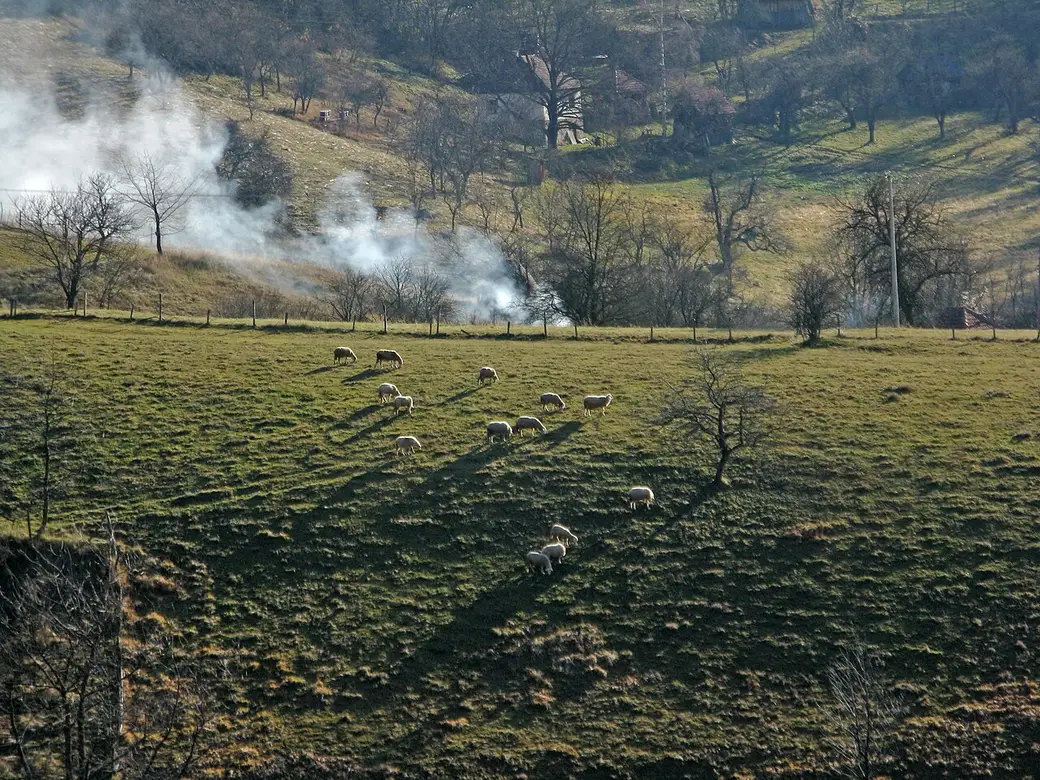 Open pasture and scattered pines on the Zlatibor plateau in warm light