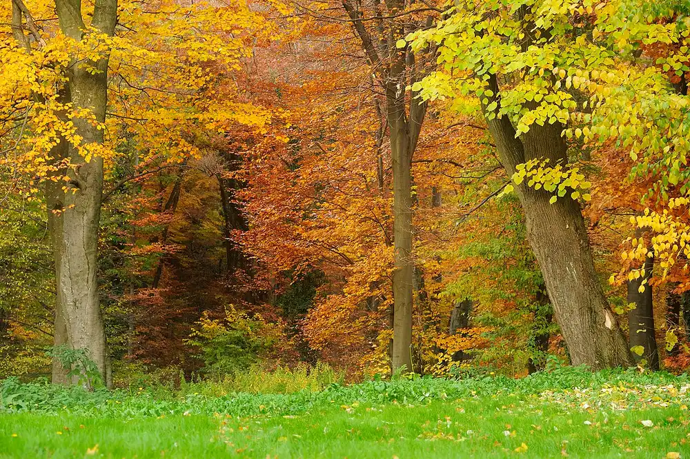 Golden and russet autumn foliage across the wooded slopes of Fruška Gora in northern Serbia