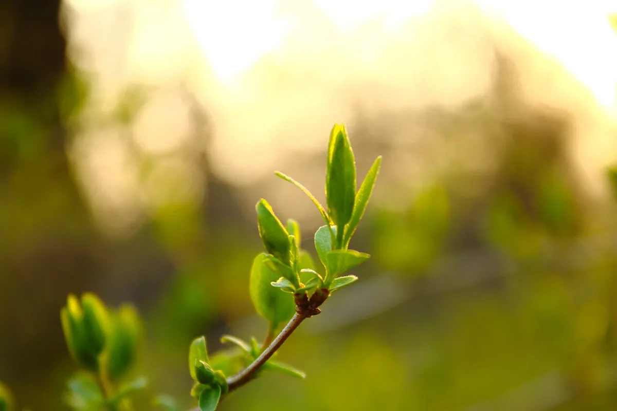 Fresh green buds opening on a branch at golden hour in a Novi Sad park in spring