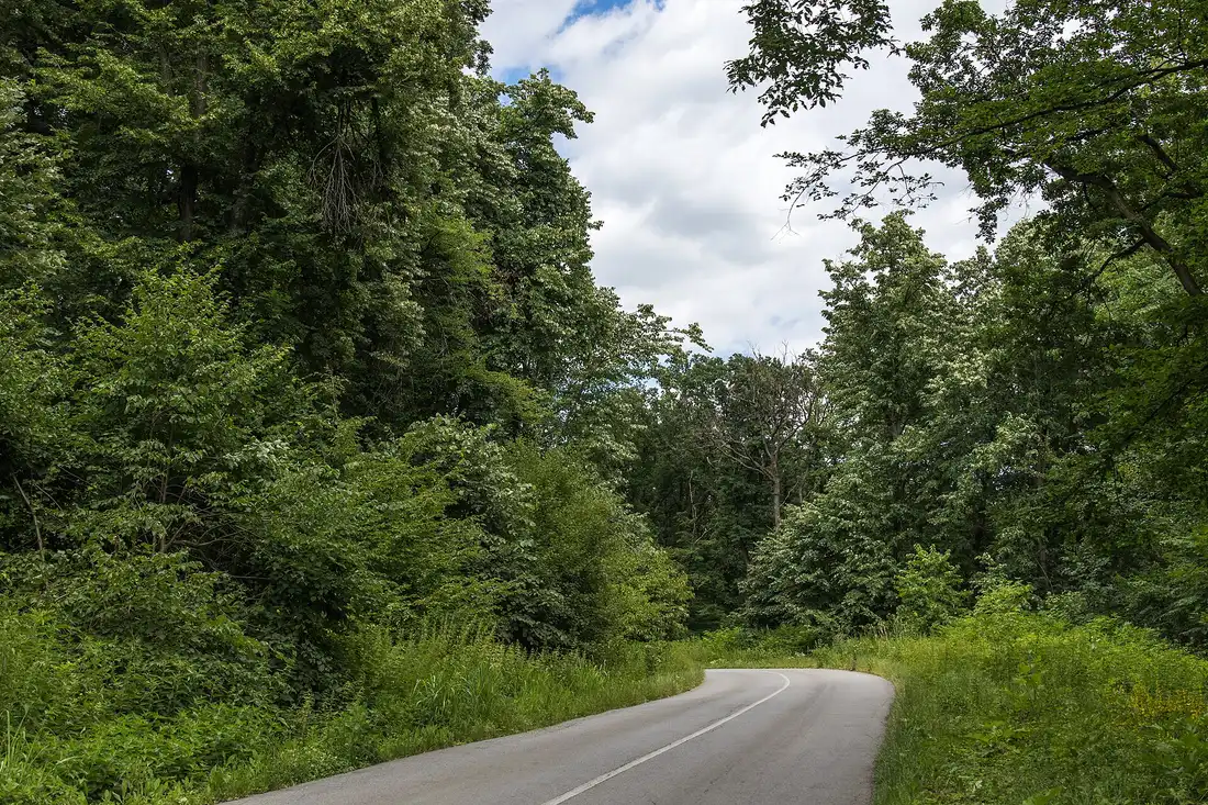 A narrow two-lane road winding through the forest of Fruška Gora, Serbia