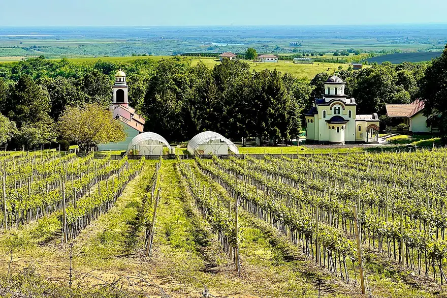 Vineyard rows on the slopes of Fruška Gora below the Grgeteg monastery