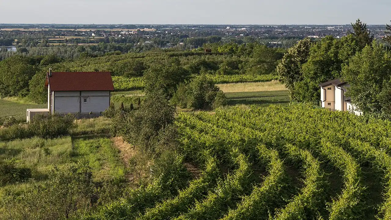 Young vine rows at Dumbovo on the Beocin side of Fruska Gora, looking toward the wooded ridge