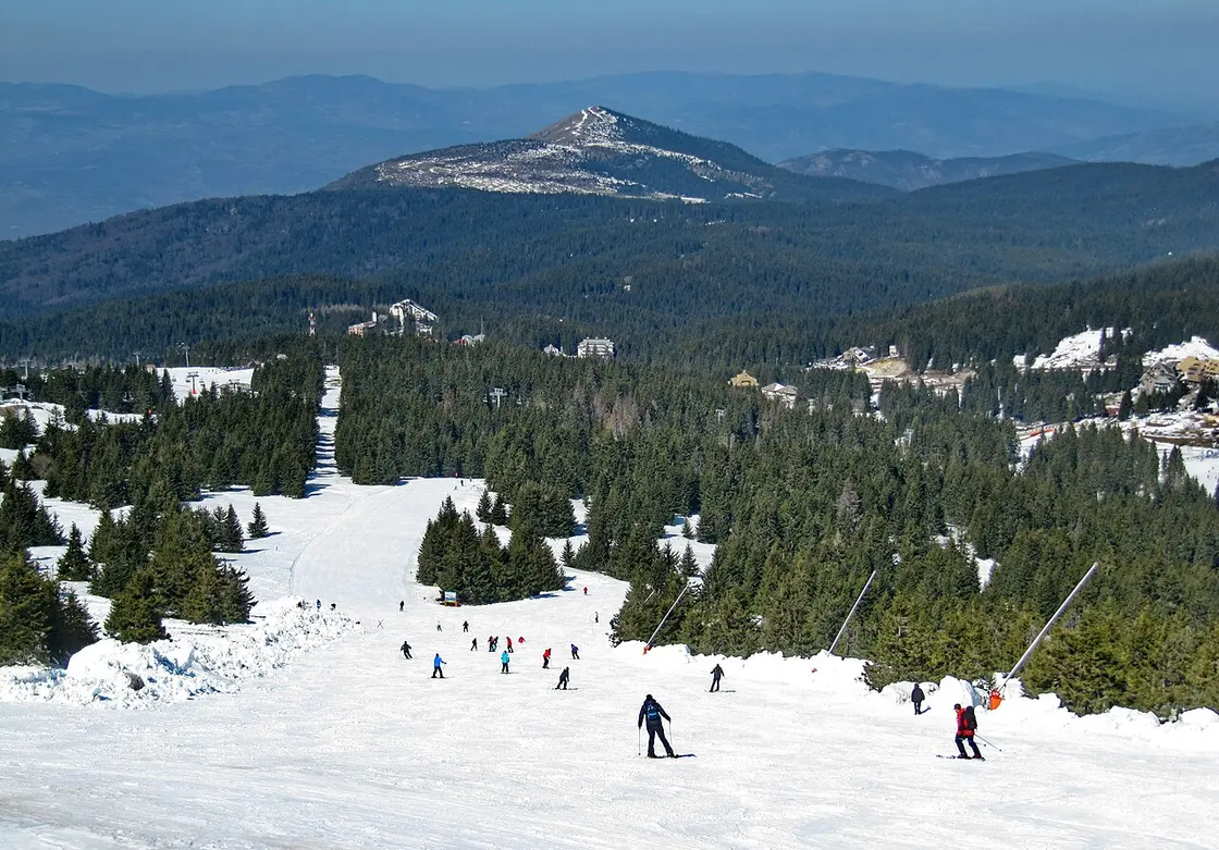 Skiers on a wide piste through pine forest on Kopaonik with the Pančić peak rising in the distance