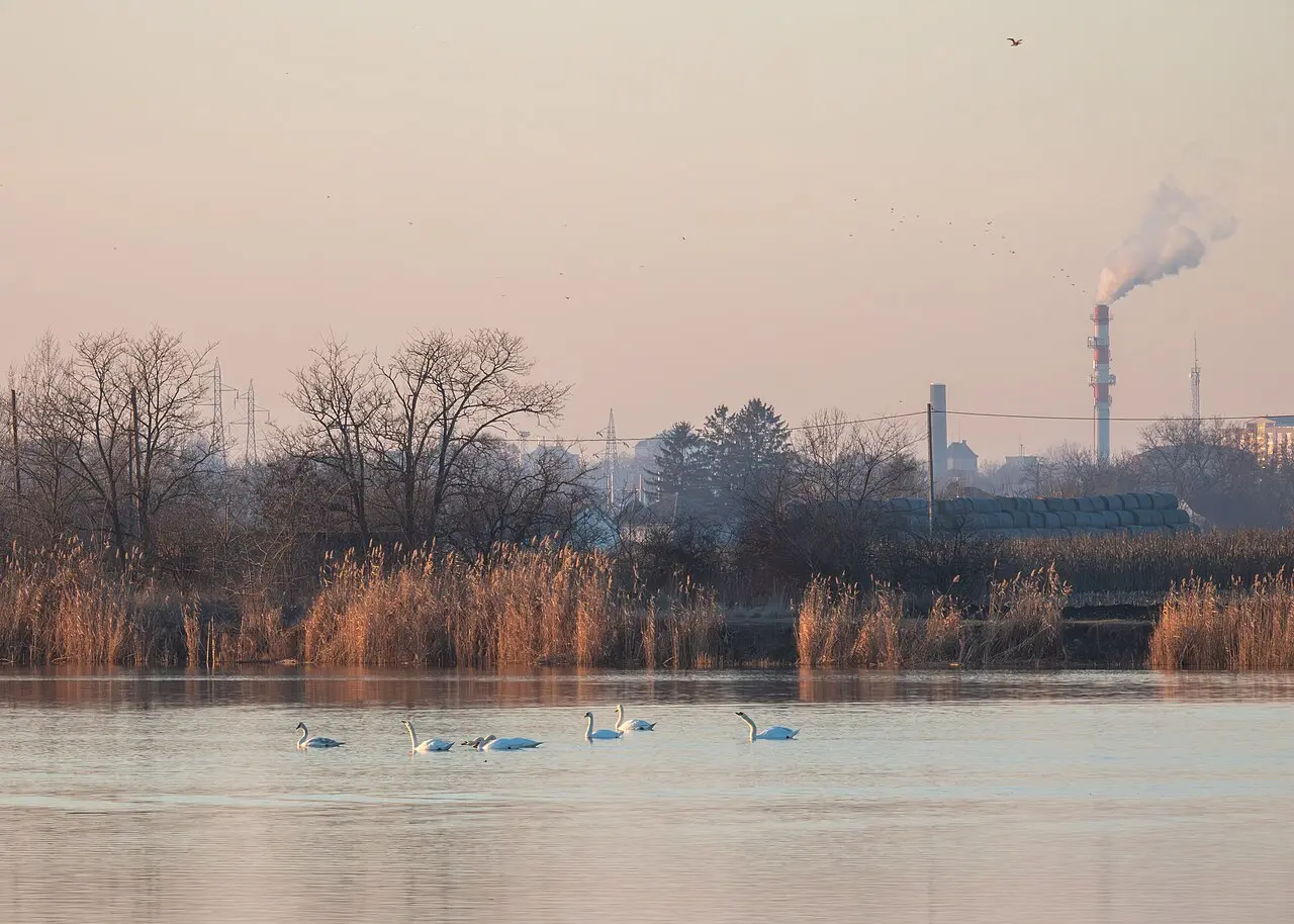 Swans on Lake Palic at dawn in winter with dry reeds along the far shore