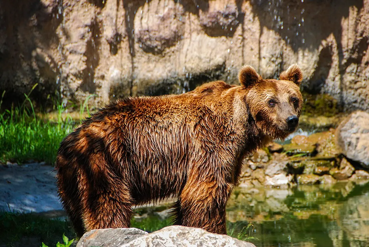 A brown bear standing on a rock beside water in the Palic zoo enclosure