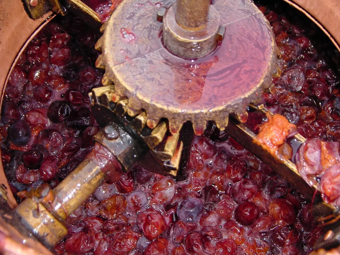 Ripe plums being tipped into a large copper cauldron to be cooked down for rakija
