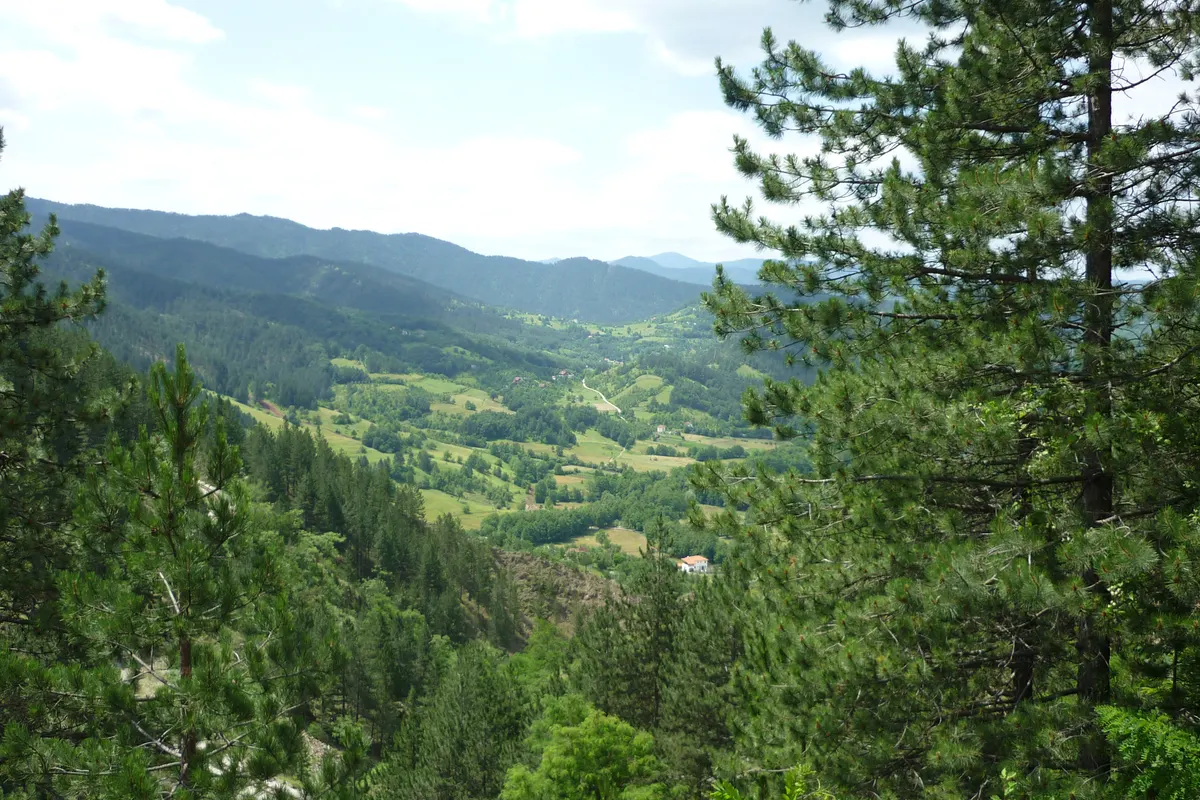 The wooded Mokra Gora valley seen through pines from beside the Sargan Eight line, with farmsteads and hay meadows below