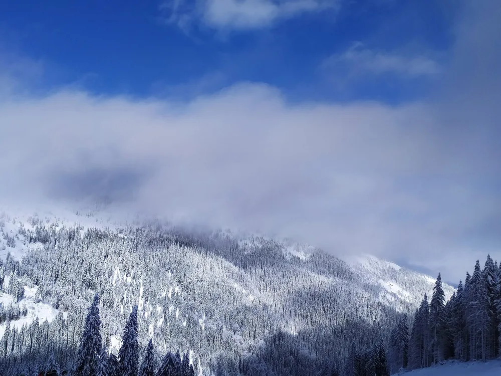 Snow-dusted spruce forest on the slopes of Kopaonik, Serbia's largest mountain resort
