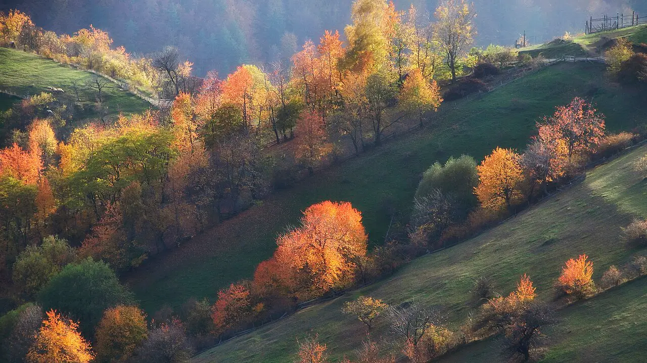 Autumn afternoon light on the rolling pastures and pine woods of the Zlatibor plateau in western Serbia