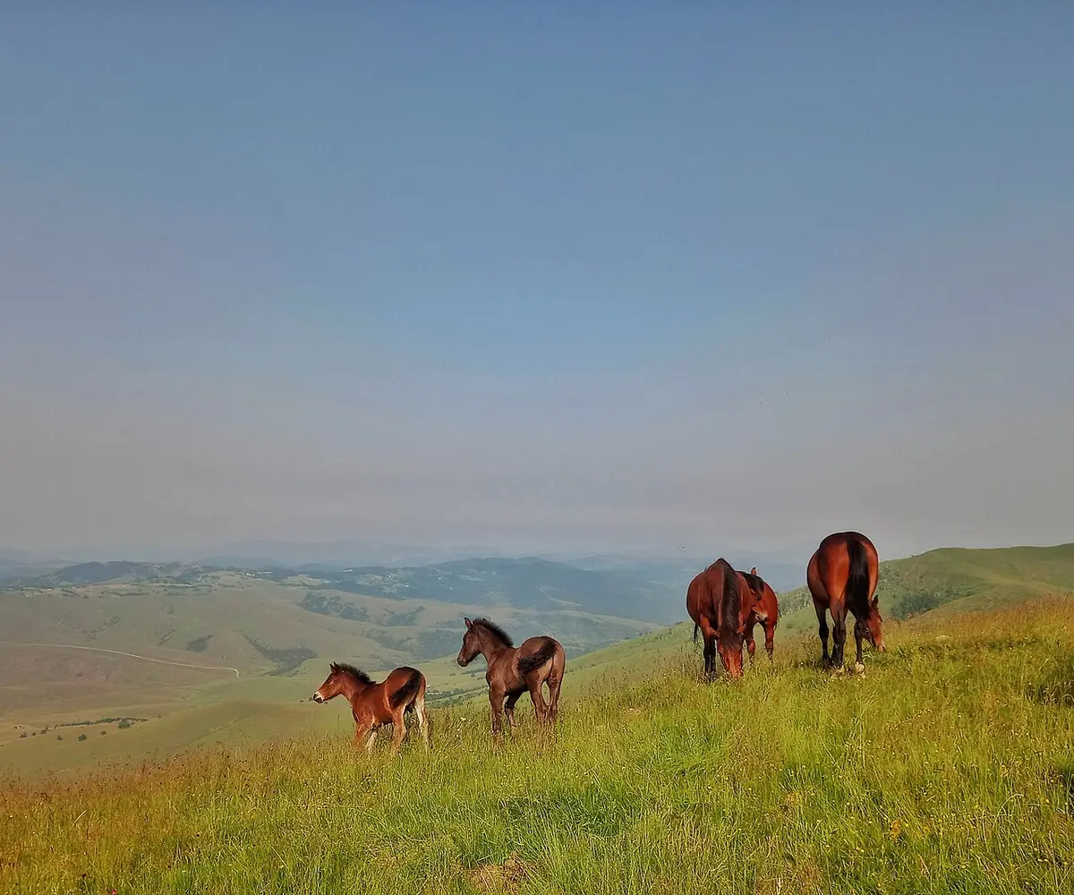 Horses grazing on open pasture with pine forest beyond on the Zlatibor plateau