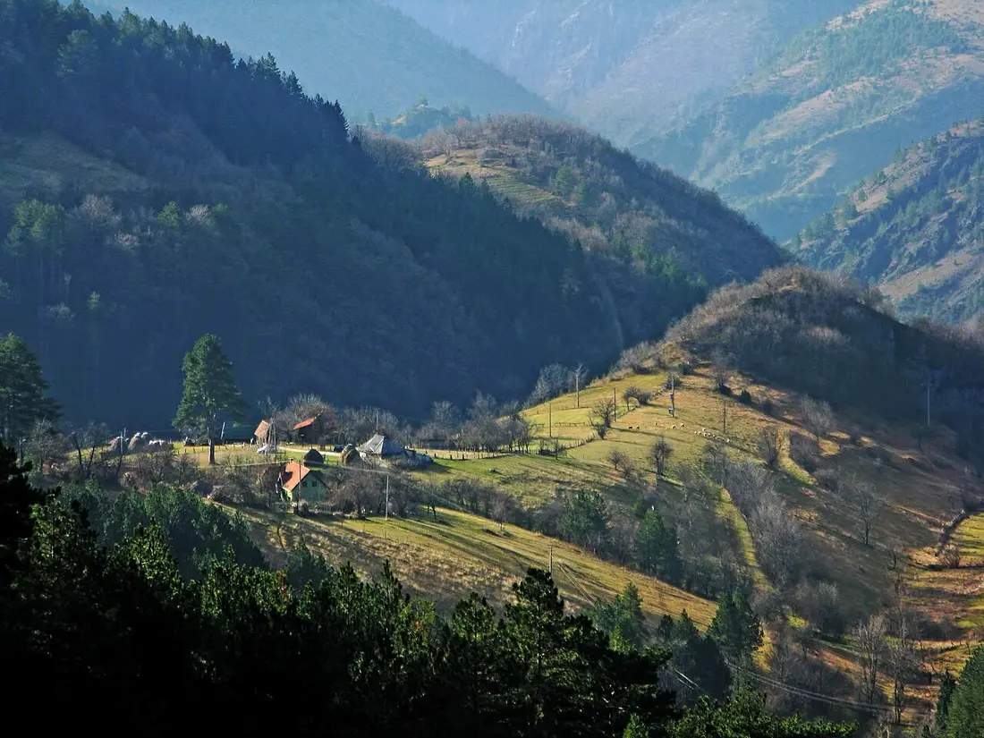 Rolling pasture and pine woods on the Zlatibor plateau in western Serbia