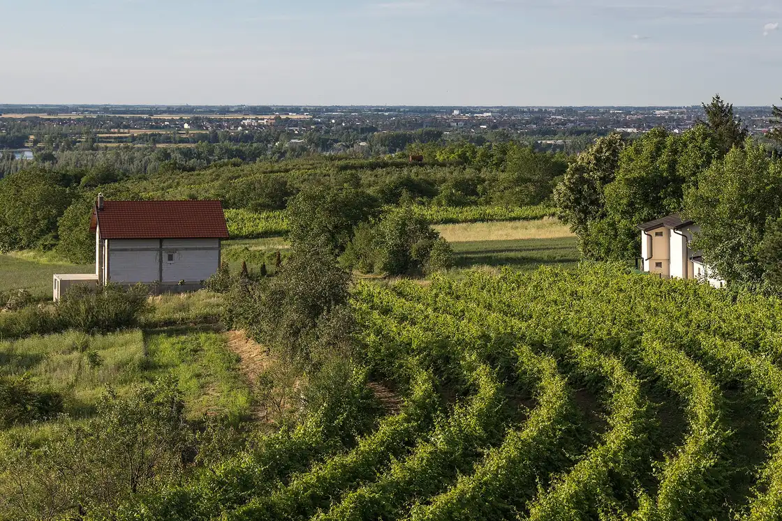 Terraced vine rows above the Danube plain at Dumbovo on Fruska Gora in warm evening light