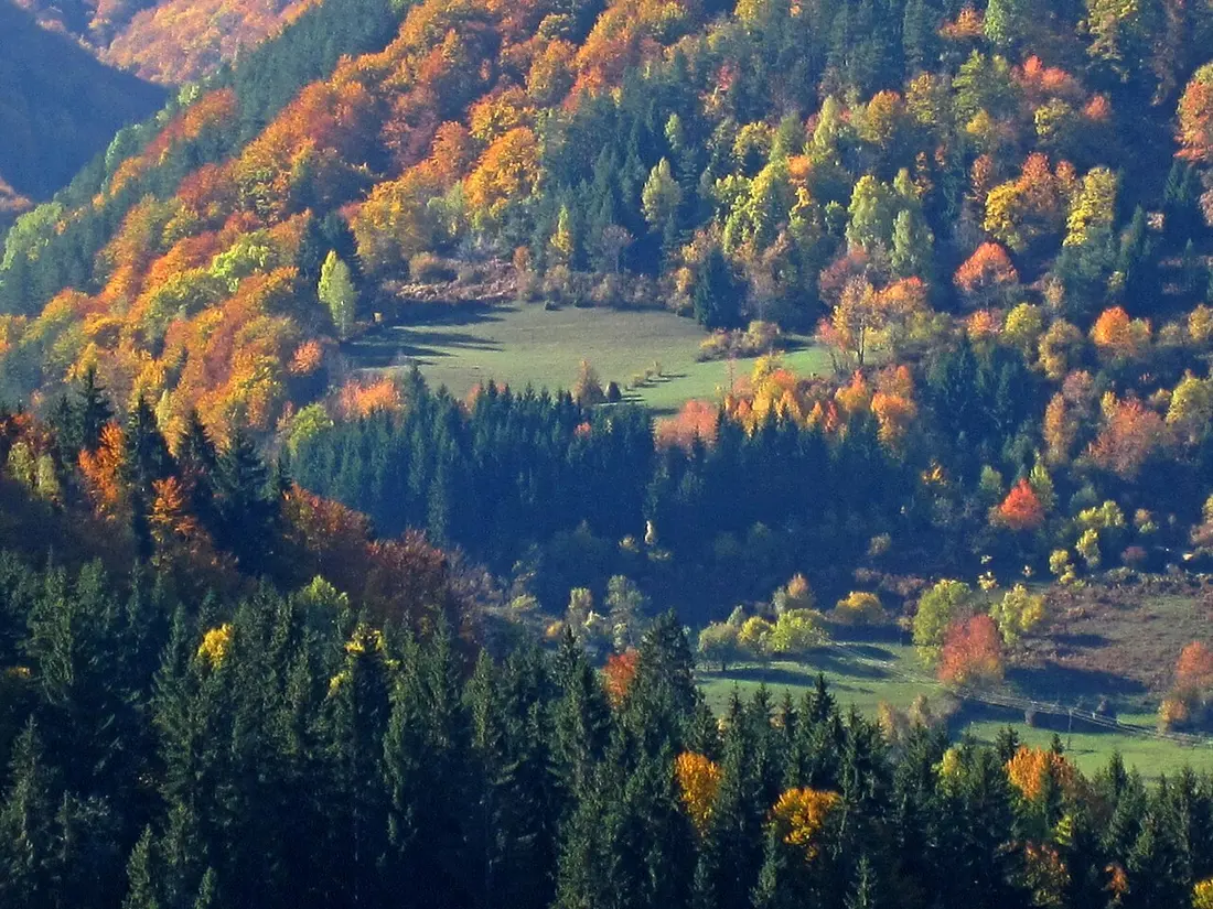 A Serbian forest turning gold and copper in autumn on the slopes of Mount Golija