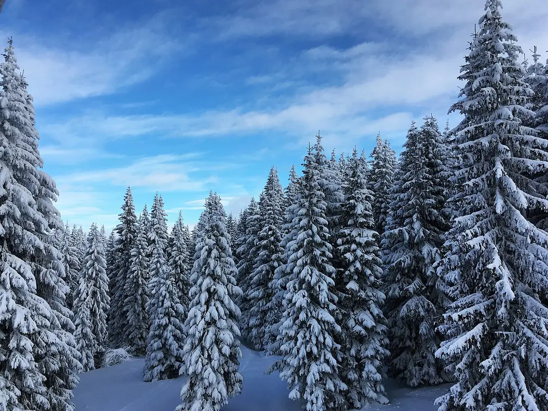 Snow-covered slopes and fir trees on Kopaonik mountain in Serbia under a clear winter sky