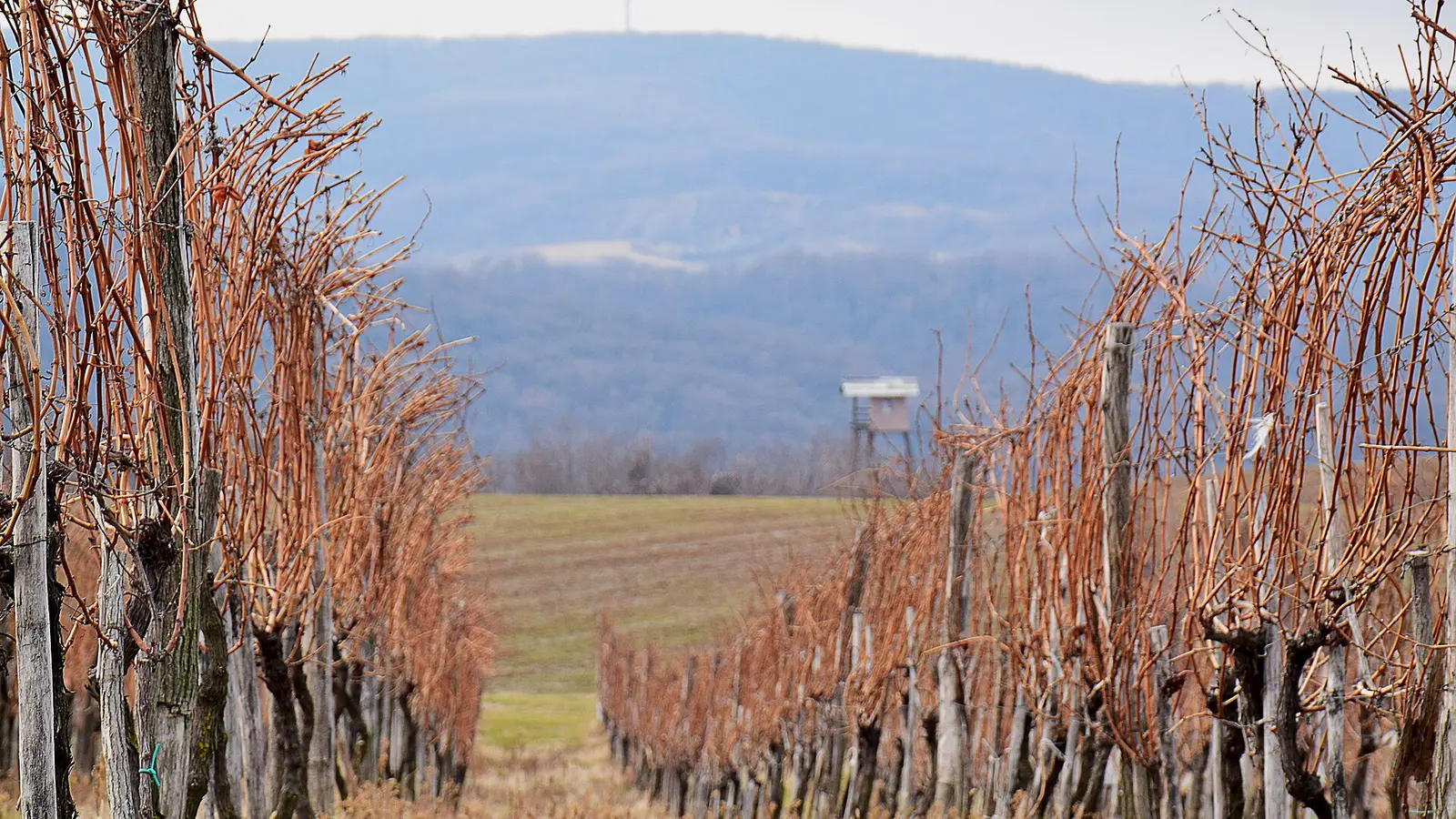 Vine rows on a winter hillside inside Fruska Gora National Park, with bare vines and a wide sky