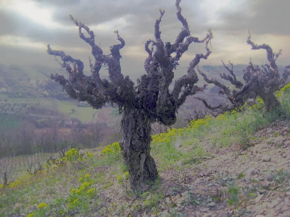 Old Prokupac vines, more than a century old, in the Budimir vineyard near Aleksandrovac in Zupa