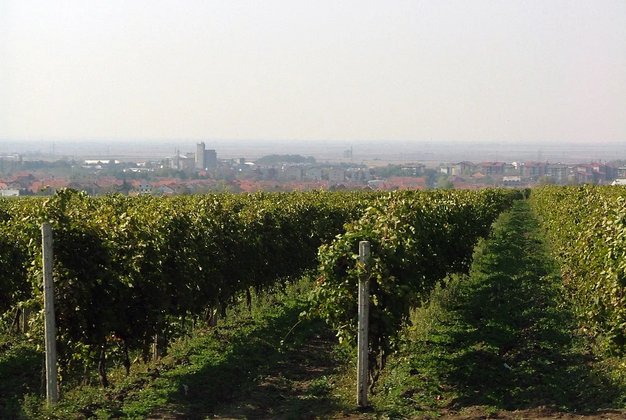Vineyard rows climbing the slopes of the Vrsac Mountains in the Banat wine country