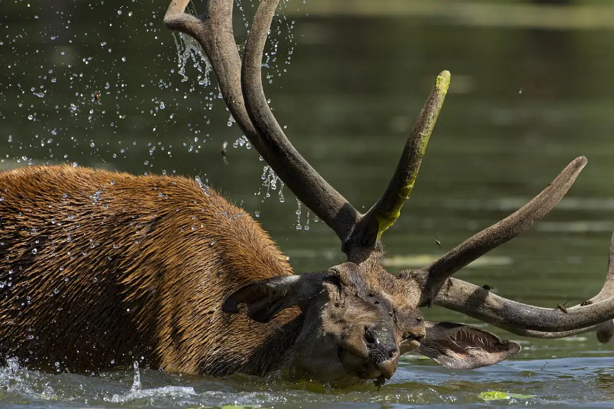 A red deer cooling in water in the Gornje Podunavlje wetland landscape
