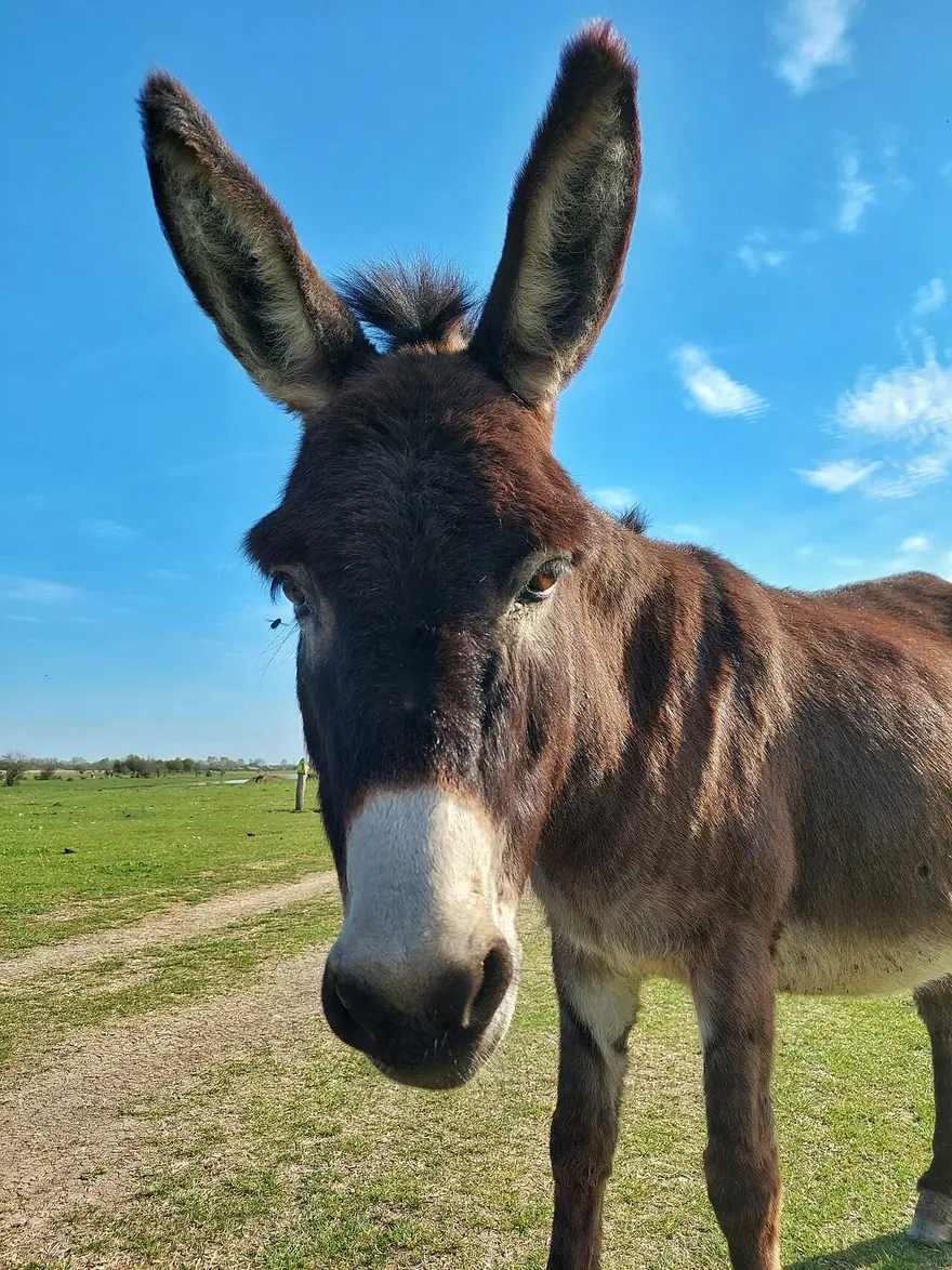A Balkan donkey on the pasture at the Zasavica Special Nature Reserve near Sremska Mitrovica