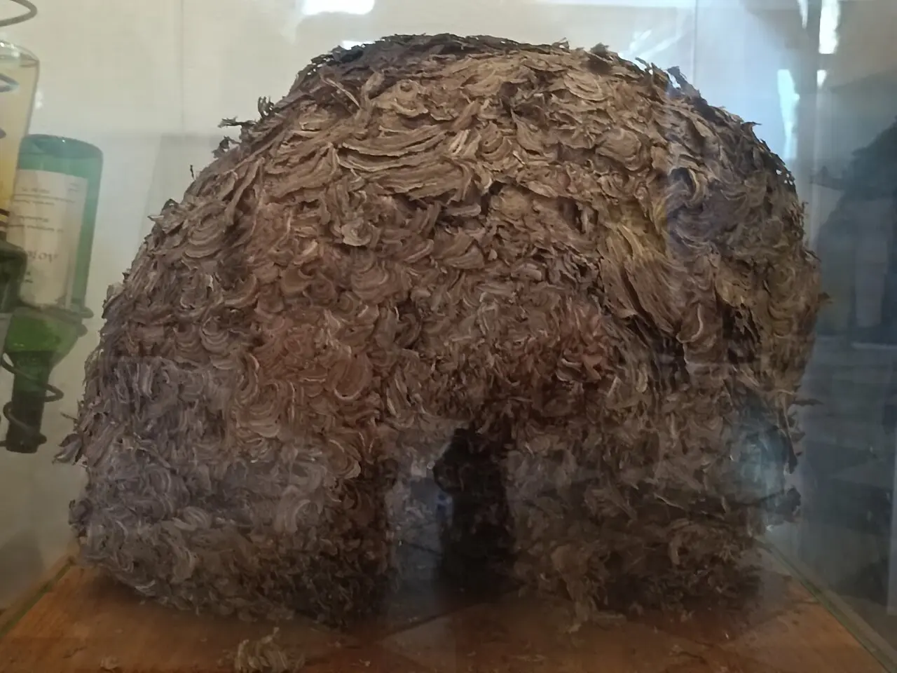 A natural hive on display in the beekeeping museum in Sremski Karlovci