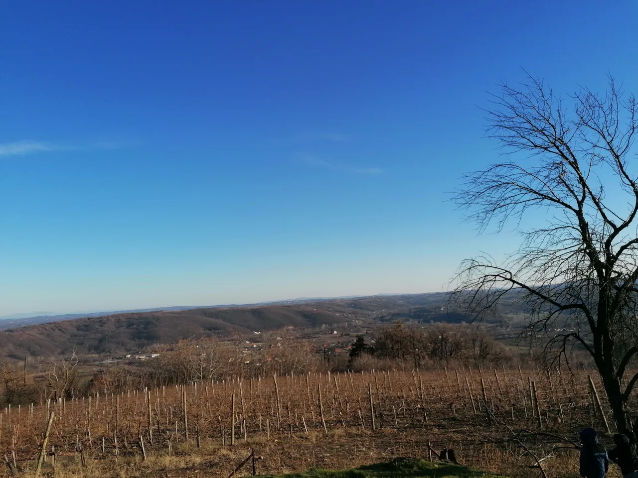 Vineyard rows on the Oplenac hillside near the village of Vinča in winter