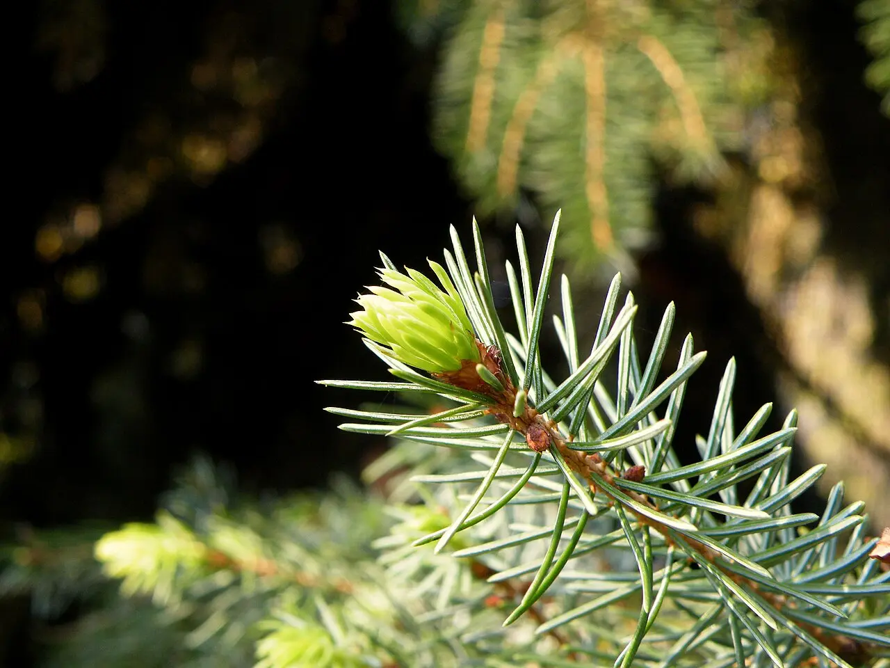 Slender Serbian spruce (Picea omorika) trees, the endemic conifer of the Tara slopes