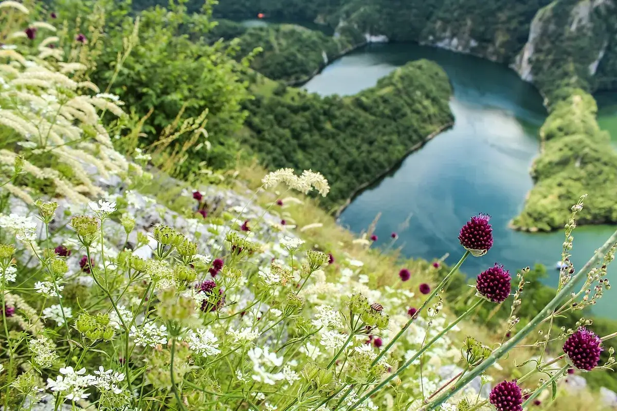 A horseshoe meander of the Uvac river seen from the Molitva viewpoint, framed by summer wildflowers