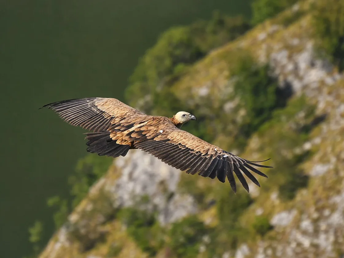 A Eurasian griffon vulture with a broad wingspan gliding above the green canyon wall of the Uvac reserve