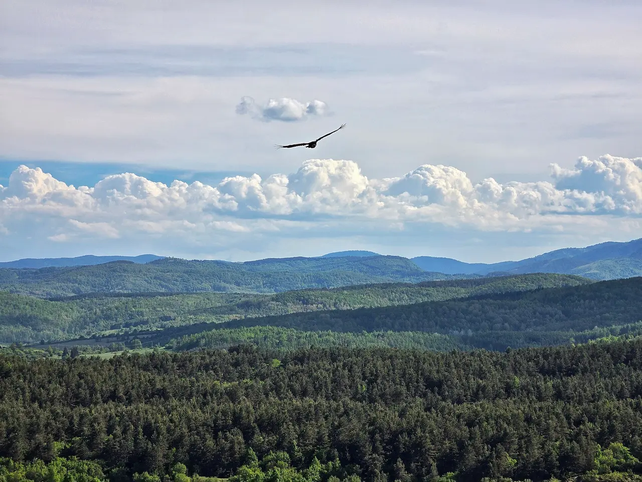 A griffon vulture gliding on outstretched wings above the wooded cliffs of the Uvac canyon