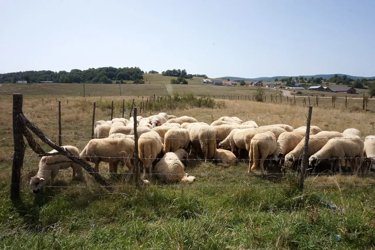 A flock of sheep grazing behind a wire fence on the open grassland of the Pester plateau with farmsteads beyond