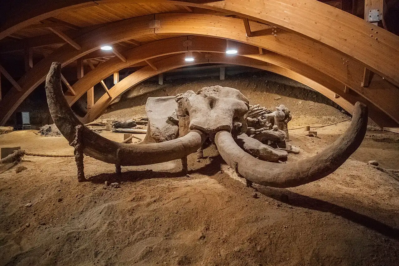 Tusks and skeleton of the female mammoth Vika lying where she was found at the Viminacium archaeological site
