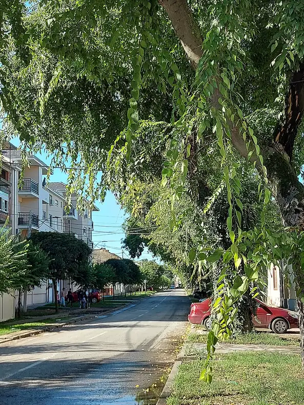 A quiet Sombor street shaded by the drooping branches of old bođoš hackberry trees