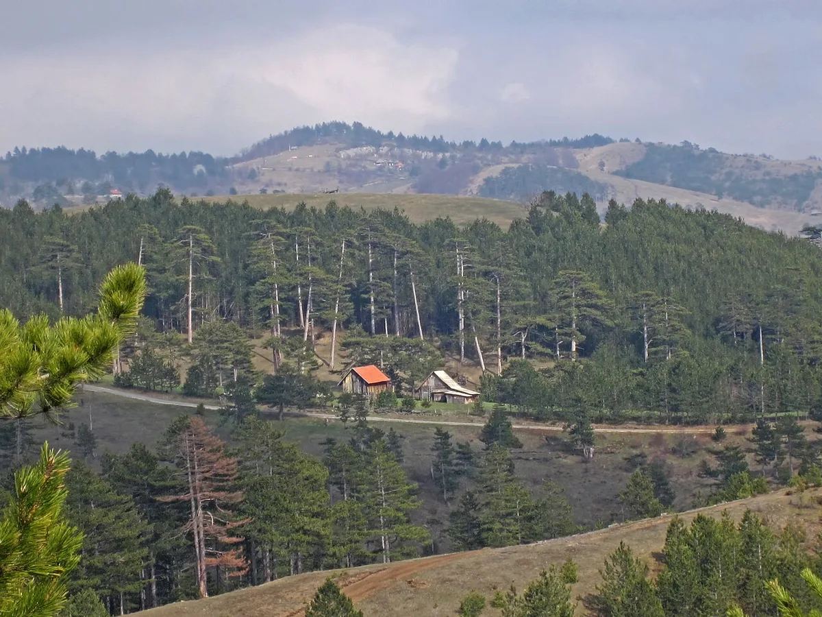 Holiday cottages set among trees at Stublo on the Zlatibor plateau