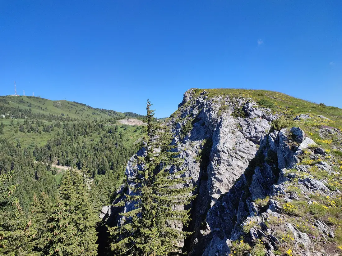 A rocky crag with wildflowers and spruce forest inside Kopaonik National Park in summer