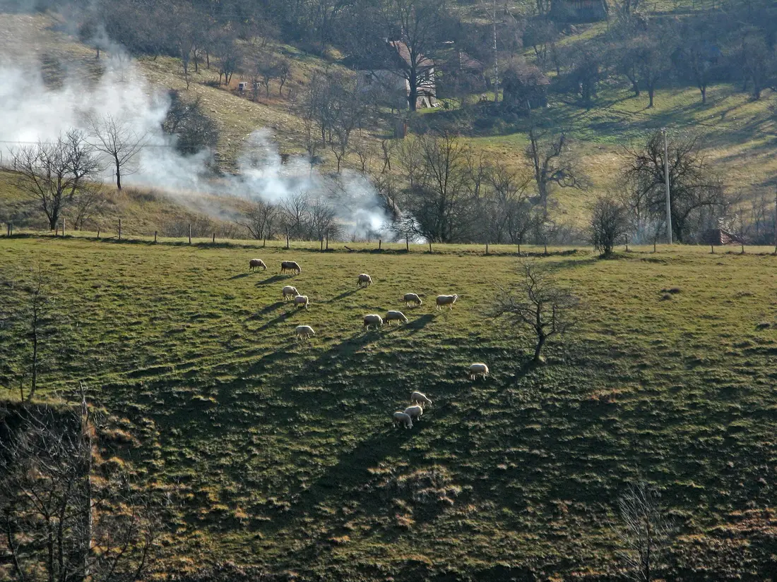 Sheep grazing on a hillside pasture below a village near Zlatibor