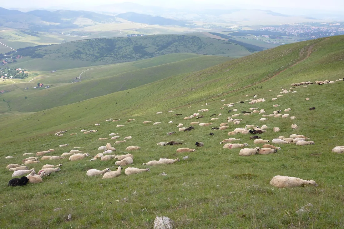 Sheep grazing on the green rolling plateau of Zlatibor with villages below