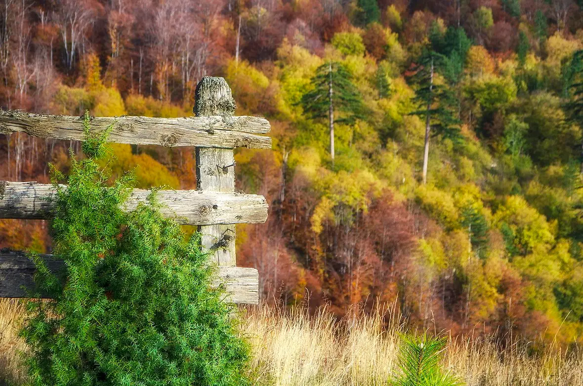 Autumn colours on the forested slopes of Tornik, the highest peak above Zlatibor